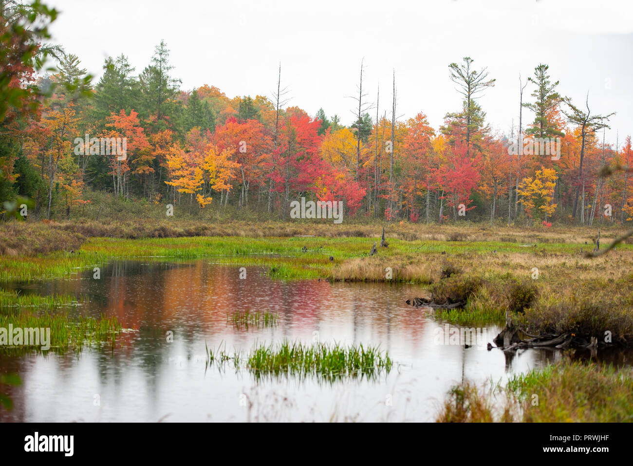 An Adirondack Mountain, NY USA pond with colorful fall foliage in the rain. Stock Photo