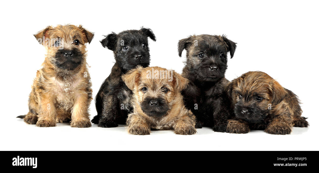 group of puppy cairn terrier's are on white Stock Photo