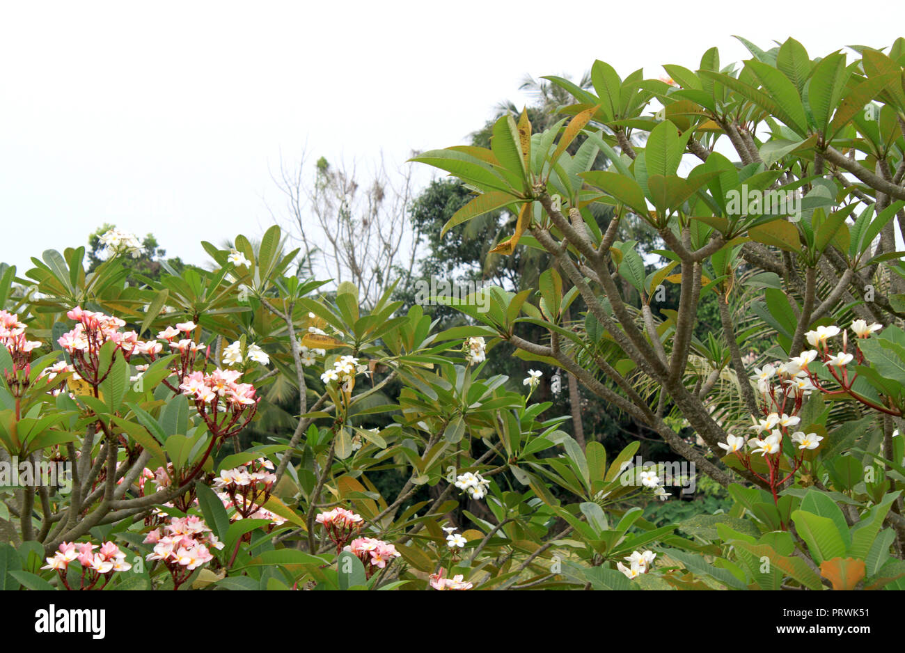 Lush plants, white and pink blooming oleander trees in Bangkok (Krung Thep), Thailand, Asia. Asian nature background. Stock Photo