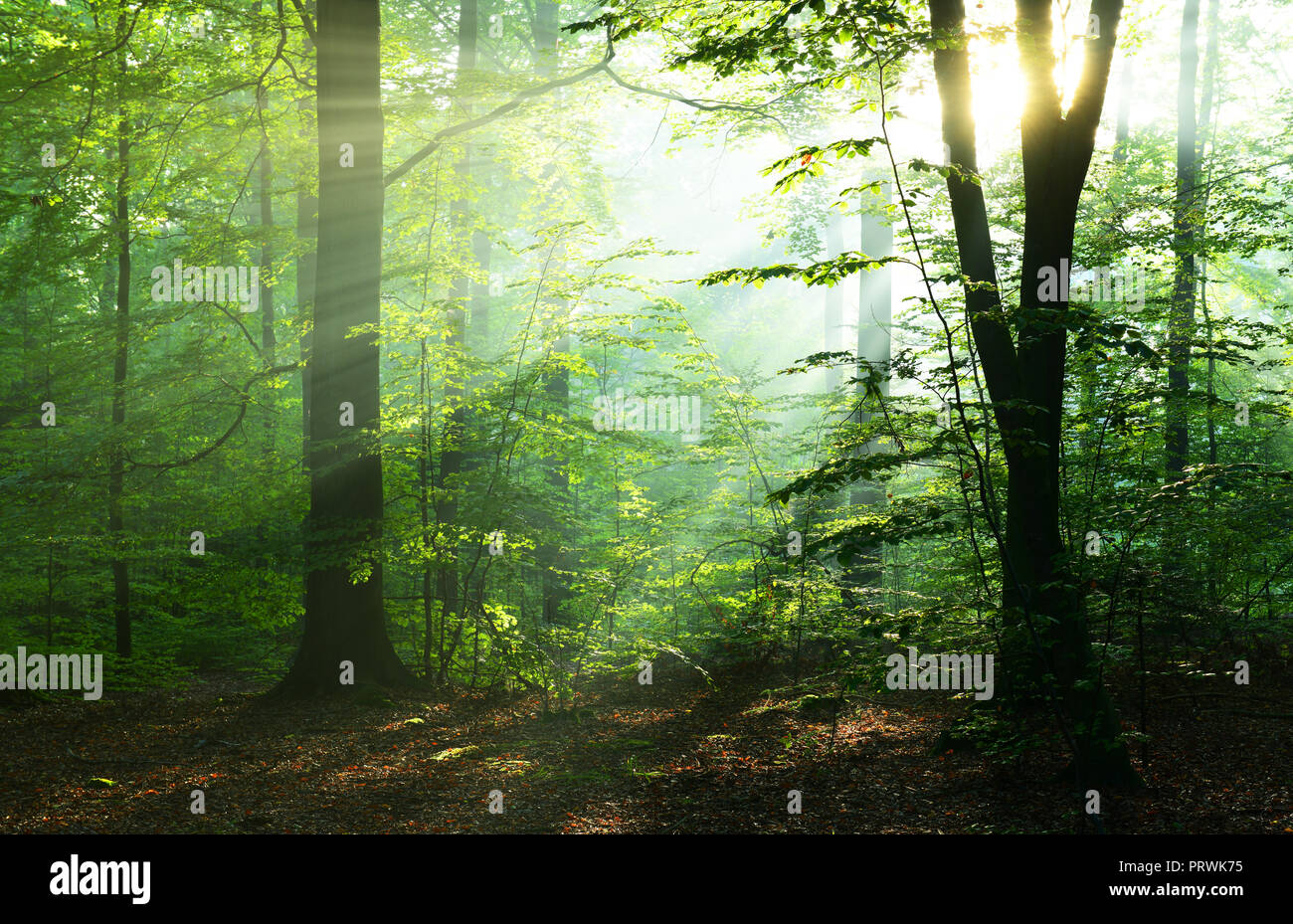 Beautiful sunrise in forest Stock Photo - Alamy