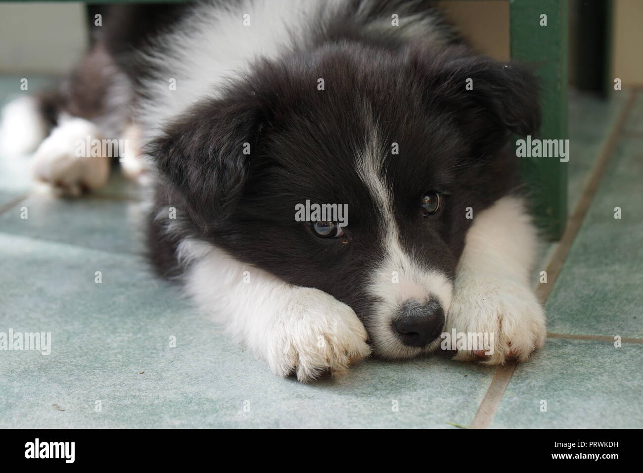 Pet Border Collie Puppy Dog Begging Stock Photo Alamy