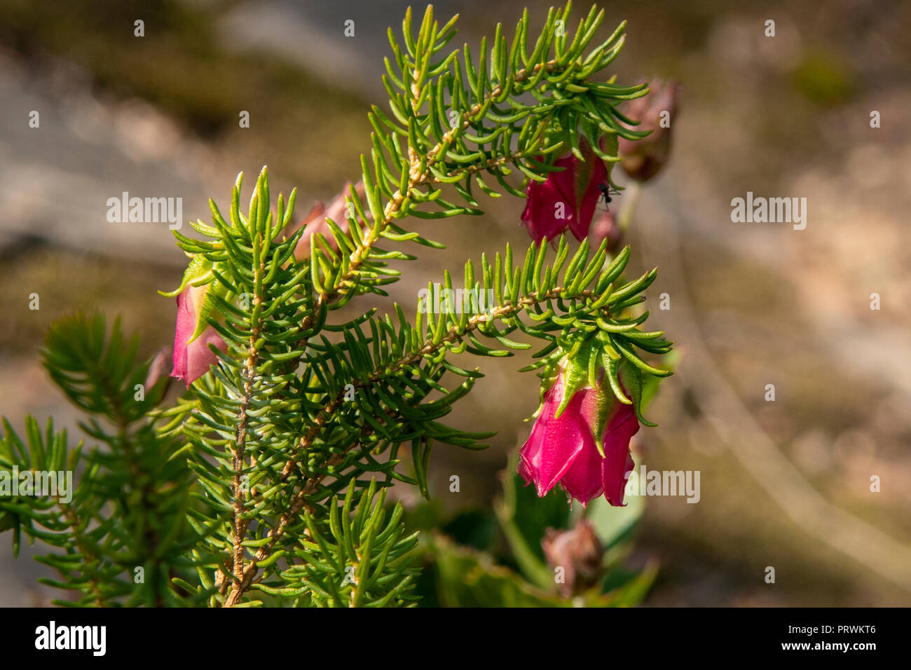 Darwinia lejostyla, Common Mountain Bell Stock Photo