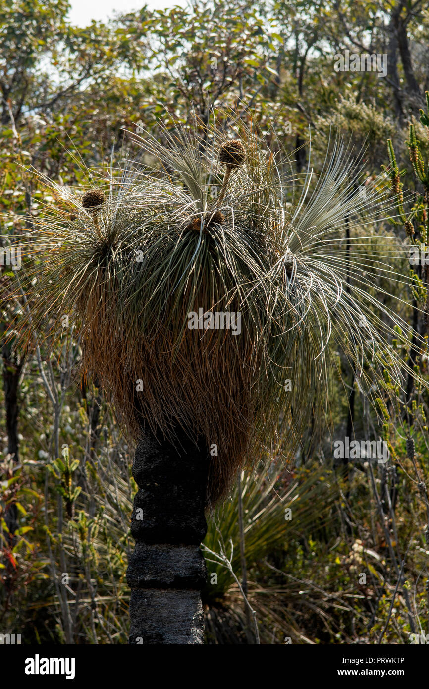 Kingia australis, Drumsticks Grasstree Stock Photo
