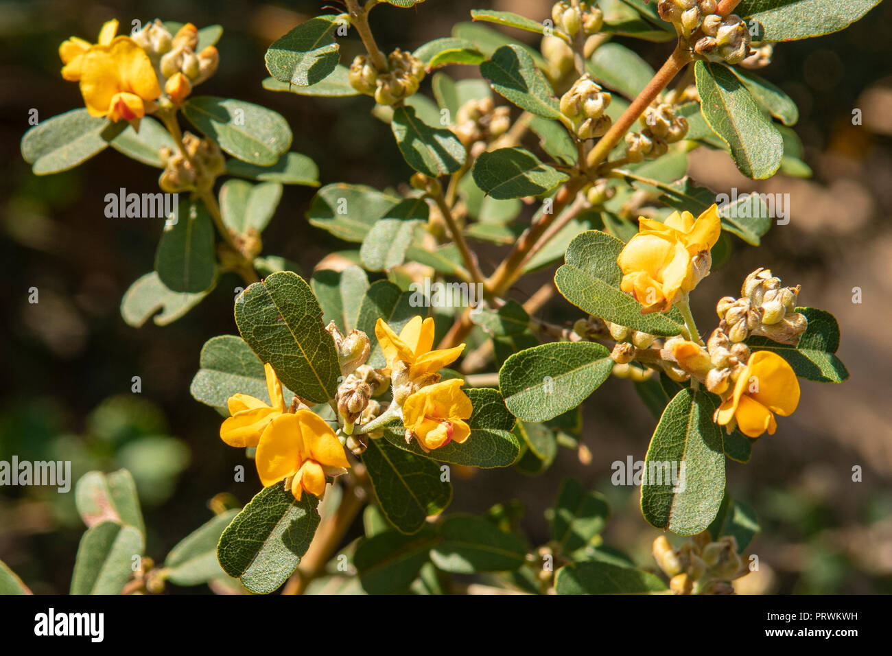 Nemcia crenulata, Yellow Mountain Pea Stock Photo
