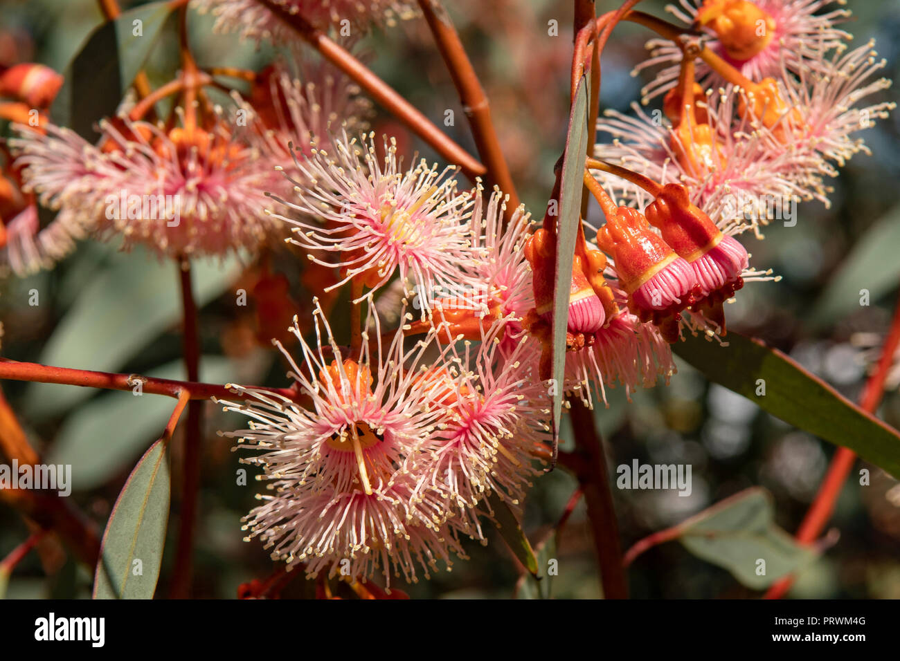 Eucalyptus torquata, Coral Gum Stock Photo