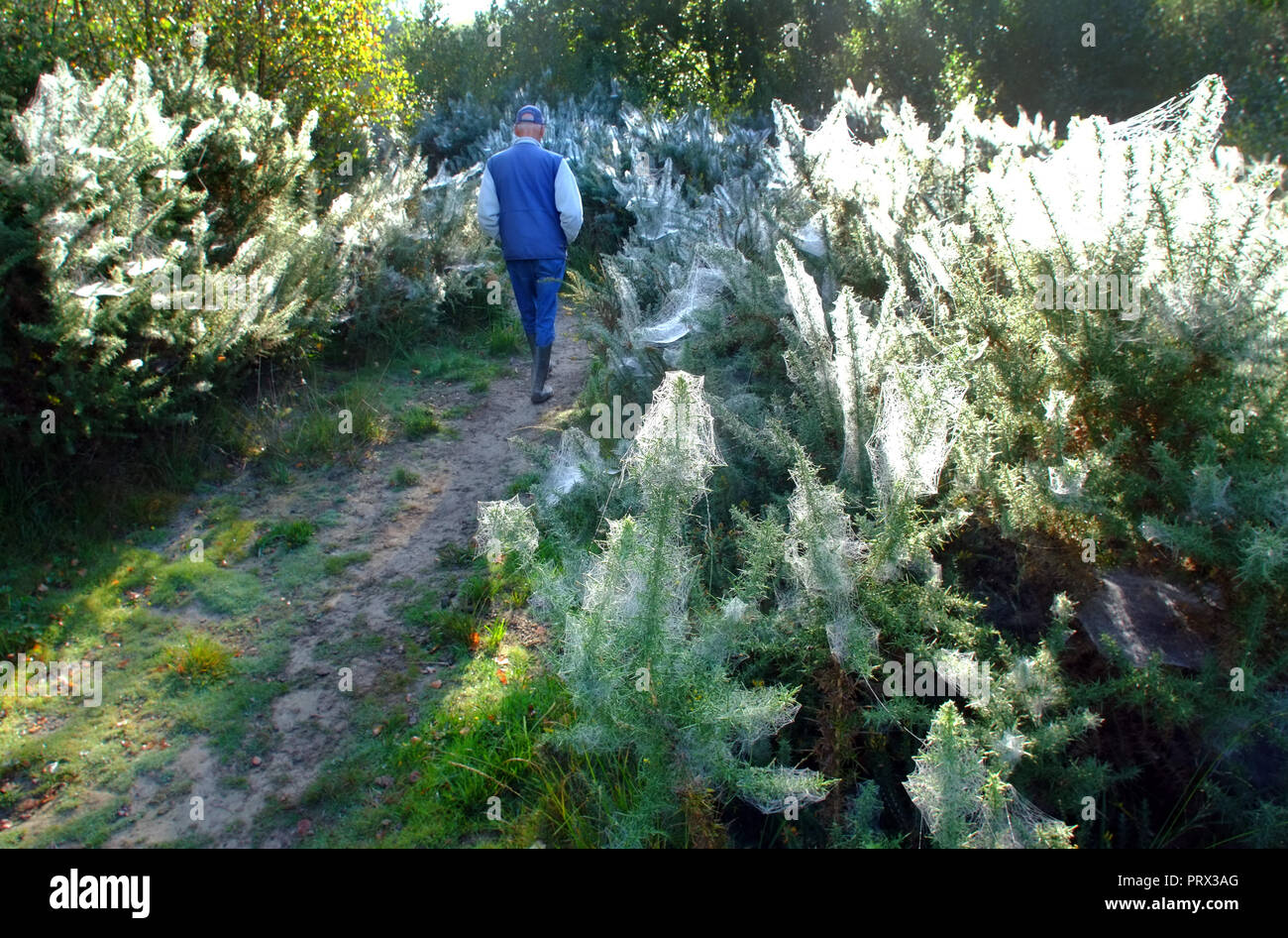 Chailey Common nature reserve, East Sussex. UK. 5th October 2018.Blankets of cobwebs cover gorse bushes in Chailey Common, UK. The webs are created by vast colonies of tiny gorse spider mites . ©Peter Cripps/Alamy Live News Stock Photo