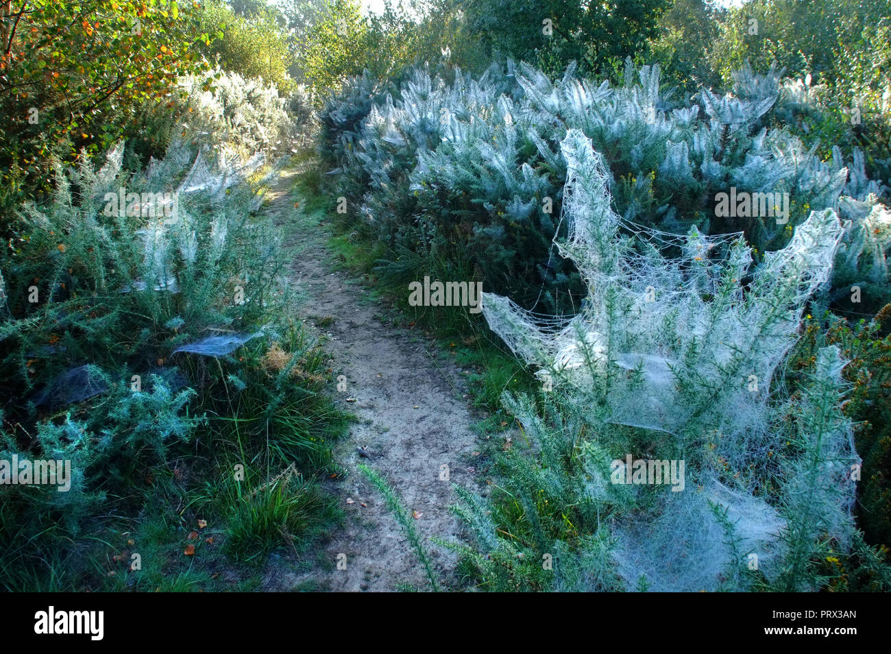 Chailey Common nature reserve, East Sussex. UK. 5th October 2018.Blankets of cobwebs cover gorse bushes in Chailey Common, UK. The webs are created by vast colonies of tiny gorse spider mites . ©Peter Cripps/Alamy Live News Stock Photo