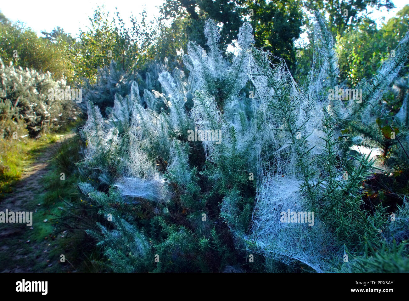 Chailey Common nature reserve, East Sussex. UK. 5th October 2018.Blankets of cobwebs cover gorse bushes in Chailey Common, UK. The webs are created by vast colonies of tiny gorse spider mites . ©Peter Cripps/Alamy Live News Stock Photo