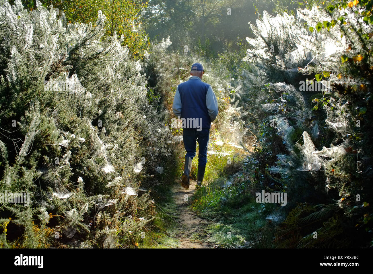 Chailey Common nature reserve, East Sussex. UK. 5th October 2018.Blankets of cobwebs cover gorse bushes in Chailey Common, UK. The webs are created by vast colonies of tiny gorse spider mites . ©Peter Cripps/Alamy Live News Stock Photo