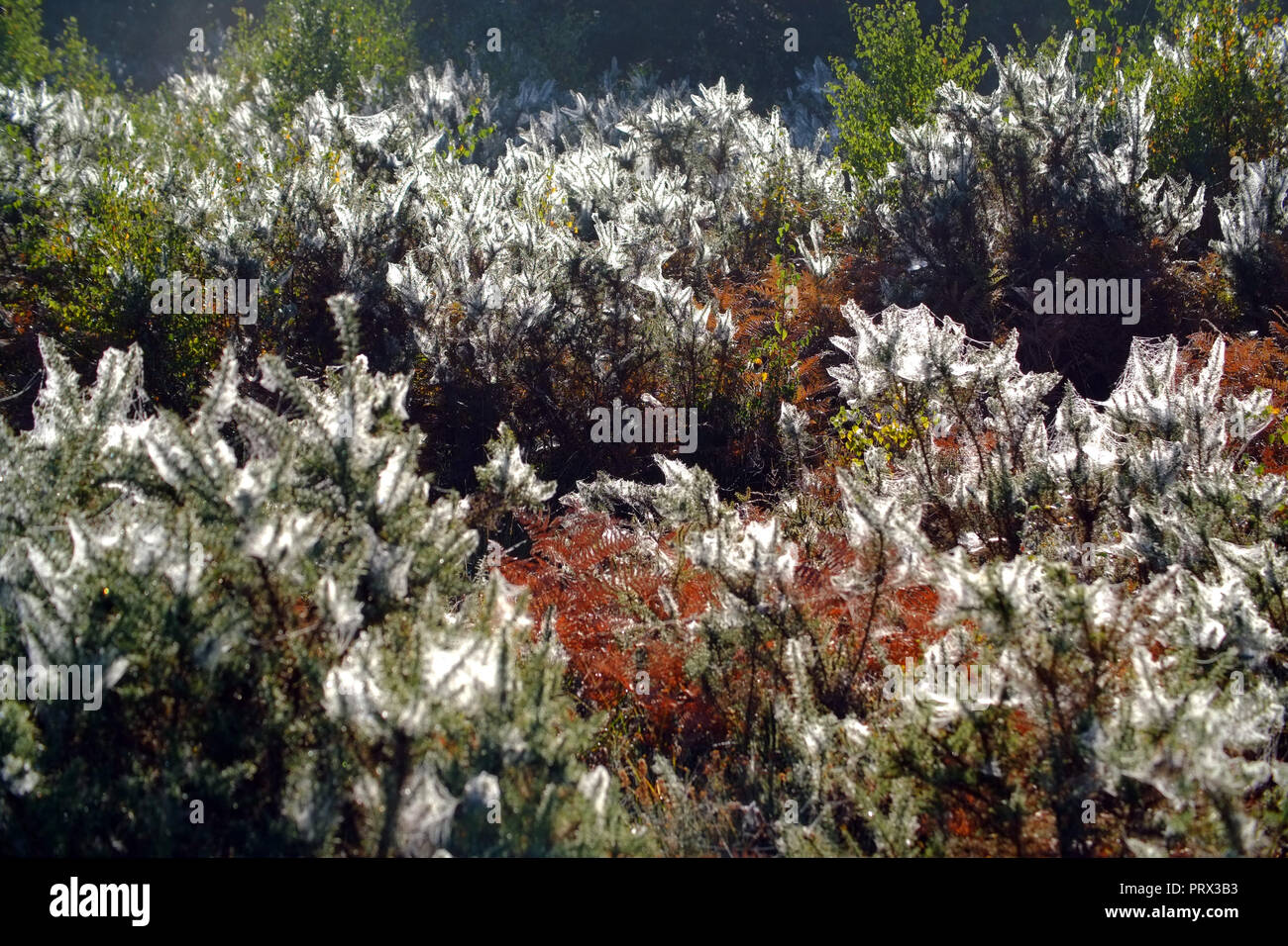 Chailey Common nature reserve, East Sussex. UK. 5th October 2018.Blankets of cobwebs cover gorse bushes in Chailey Common, UK. The webs are created by vast colonies of tiny gorse spider mites . ©Peter Cripps/Alamy Live News Stock Photo