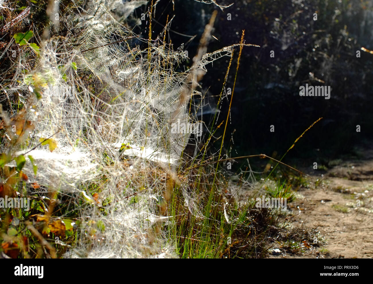 Chailey Common nature reserve, East Sussex. UK. 5th October 2018. Blankets of cobwebs cover gorse bushes in Chailey Common, UK. The webs are created by vast colonies of tiny gorse spider mites . ©Peter Cripps/Alamy Live News Stock Photo