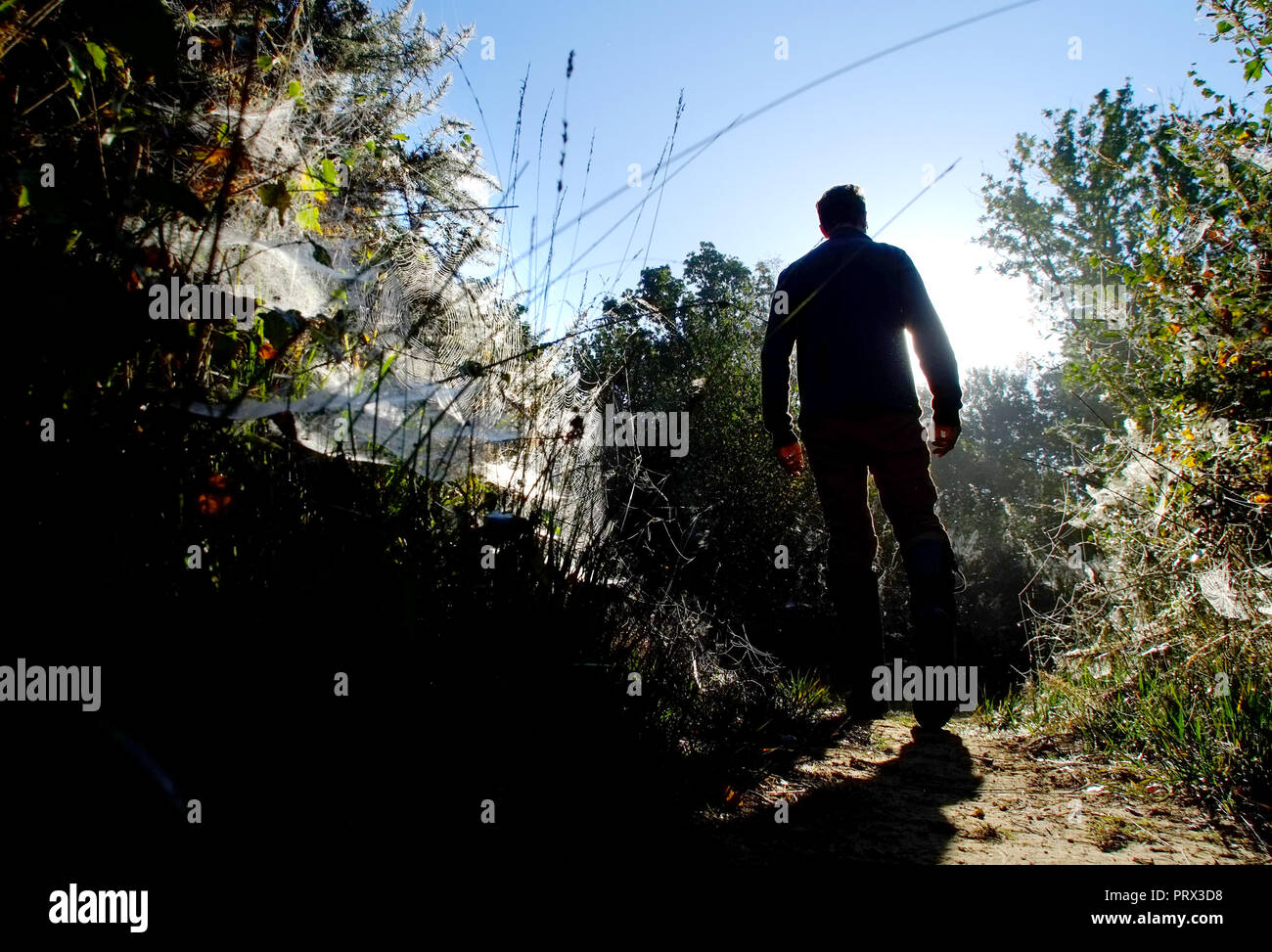 Chailey Common nature reserve, East Sussex. UK. 5th October 2018. Blankets of cobwebs cover gorse bushes in Chailey Common, UK. The webs are created by vast colonies of tiny gorse spider mites . ©Peter Cripps/Alamy Live News Stock Photo