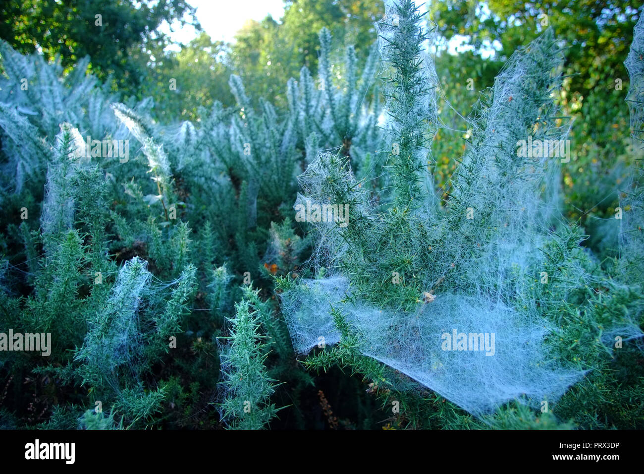 Chailey Common nature reserve, East Sussex. UK. 5th October 2018. Blankets of cobwebs cover gorse bushes in Chailey Common, UK. The webs are created by vast colonies of tiny gorse spider mites . ©Peter Cripps/Alamy Live News Stock Photo