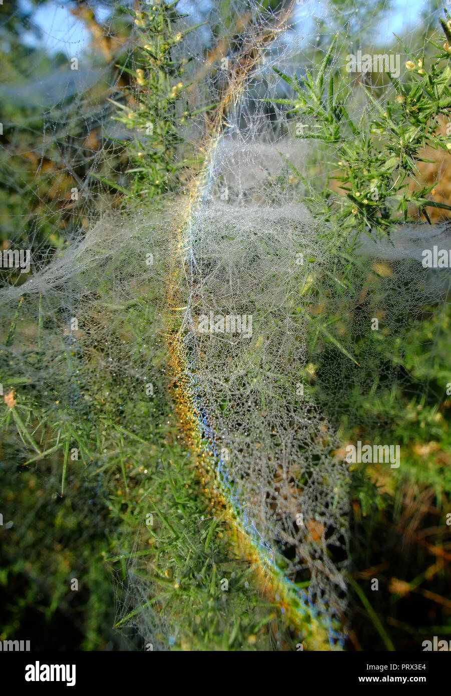 Chailey Common nature reserve, East Sussex. UK. 5th October 2018. Blankets of cobwebs cover gorse bushes in Chailey Common, UK. The webs are created by vast colonies of tiny gorse spider mites . ©Peter Cripps/Alamy Live News Stock Photo