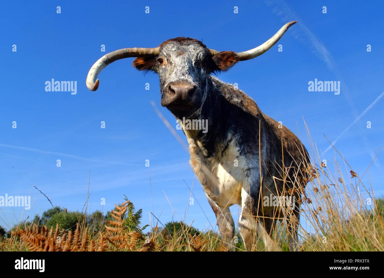 Chailey, East Sussex, 5th October 2018. English longhorn cattle grazing on Chailey Common, nature reserve, East Sussex. The cattle have been brought in especially to control trees and shurbs that are threatening the grazing areas of the comon. ©Peter Cripps/Alamy Live News Stock Photo