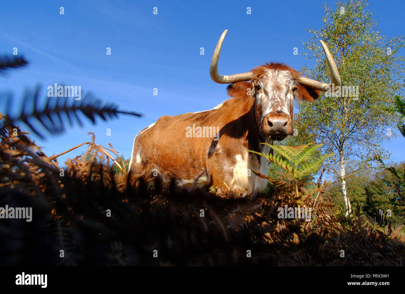 Chailey, East Sussex, 5th October 2018. English longhorn cattle grazing on Chailey Common, nature reserve, East Sussex. The cattle have been brought in especially to control trees and shurbs that are threatening the grazing areas of the comon. ©Peter Cripps/Alamy Live News Stock Photo