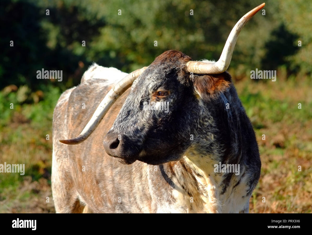 Chailey, East Sussex, 5th October 2018. English longhorn cattle grazing on Chailey Common, nature reserve, East Sussex. The cattle have been brought in especially to control trees and shurbs that are threatening the grazing areas of the comon. ©Peter Cripps/Alamy Live News Stock Photo