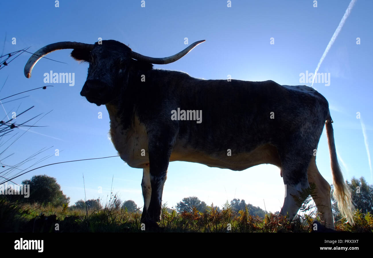 Chailey, East Sussex, 5th October 2018. English longhorn cattle grazing on Chailey Common, nature reserve, East Sussex. The cattle have been brought in especially to control trees and shurbs that are threatening the grazing areas of the comon. ©Peter Cripps/Alamy Live News Stock Photo