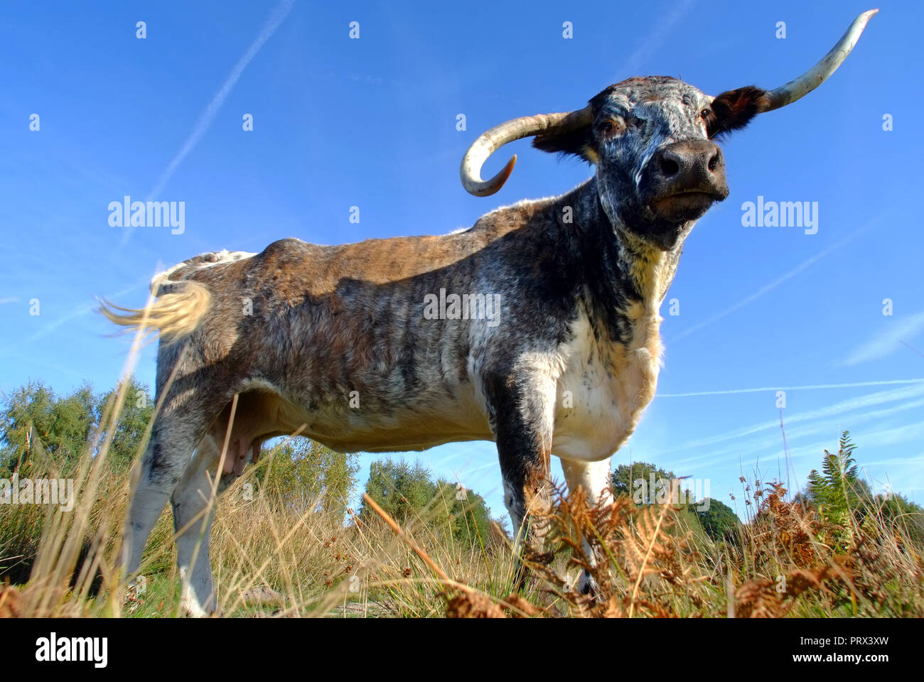 Chailey, East Sussex, 5th October 2018. English longhorn cattle grazing on Chailey Common, nature reserve, East Sussex. The cattle have been brought in especially to control trees and shurbs that are threatening the grazing areas of the comon. ©Peter Cripps/Alamy Live News Stock Photo