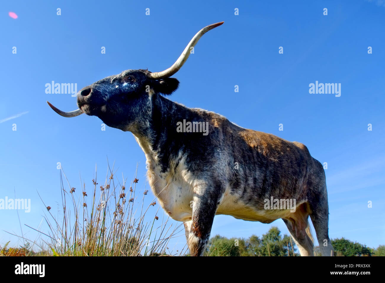 Chailey, East Sussex, 5th October 2018. English longhorn cattle grazing on Chailey Common, nature reserve, East Sussex. The cattle have been brought in especially to control trees and shurbs that are threatening the grazing areas of the comon. ©Peter Cripps/Alamy Live News Stock Photo