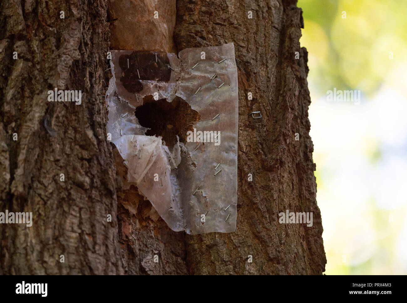 05 October 2018, North Rhine-Westphalia, Kerpen: A hole in a tree in the Hambach forest is tacked with a plastic foil. Da Loch is considered a possible shelter for bats and had been sealed with plastic at the instigation of RWE. The clearing of the forest was stopped for the time being by the Münster Higher Administrative Court. The judges thus complied with the application of the environmental association BUND. He had argued that the forest with its Bechstein bat occurrence had the qualities of a European FFH protected area and therefore had to be protected. Photo: Christophe Gateau/dpa Stock Photo