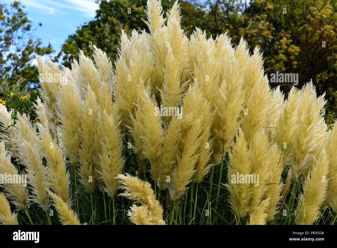 Pampas grass hires stock photography and images Alamy