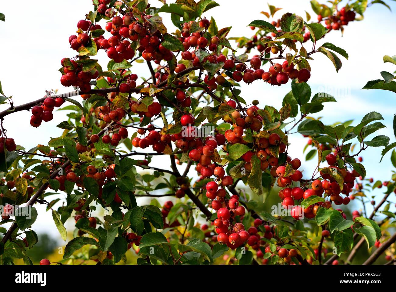 Crab Apple Evereste Stock Photo Alamy