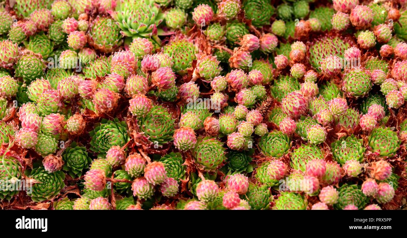 Sempervivum Green Dragon rosettes Stock Photo