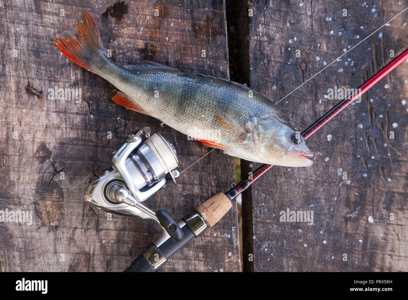 Freshwater perch and fishing rod with reel lying on vintage wooden  background. Fishing concept, trophy catch - big freshwater perch fish just  taken fr Stock Photo - Alamy