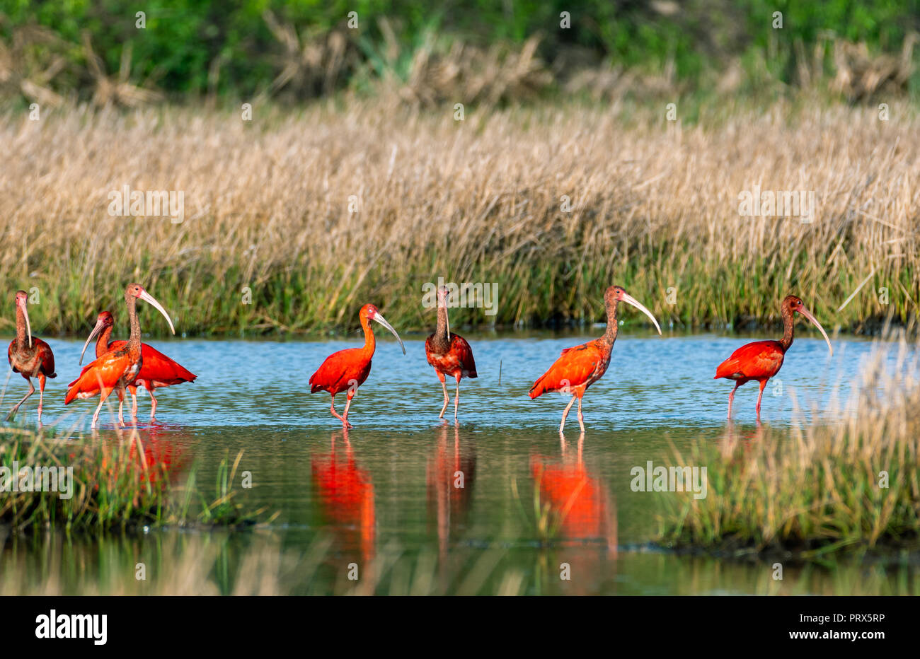 Scarlet Ibis Wading In The Wetlands Of Trinidad On A Bright Sunny Day 