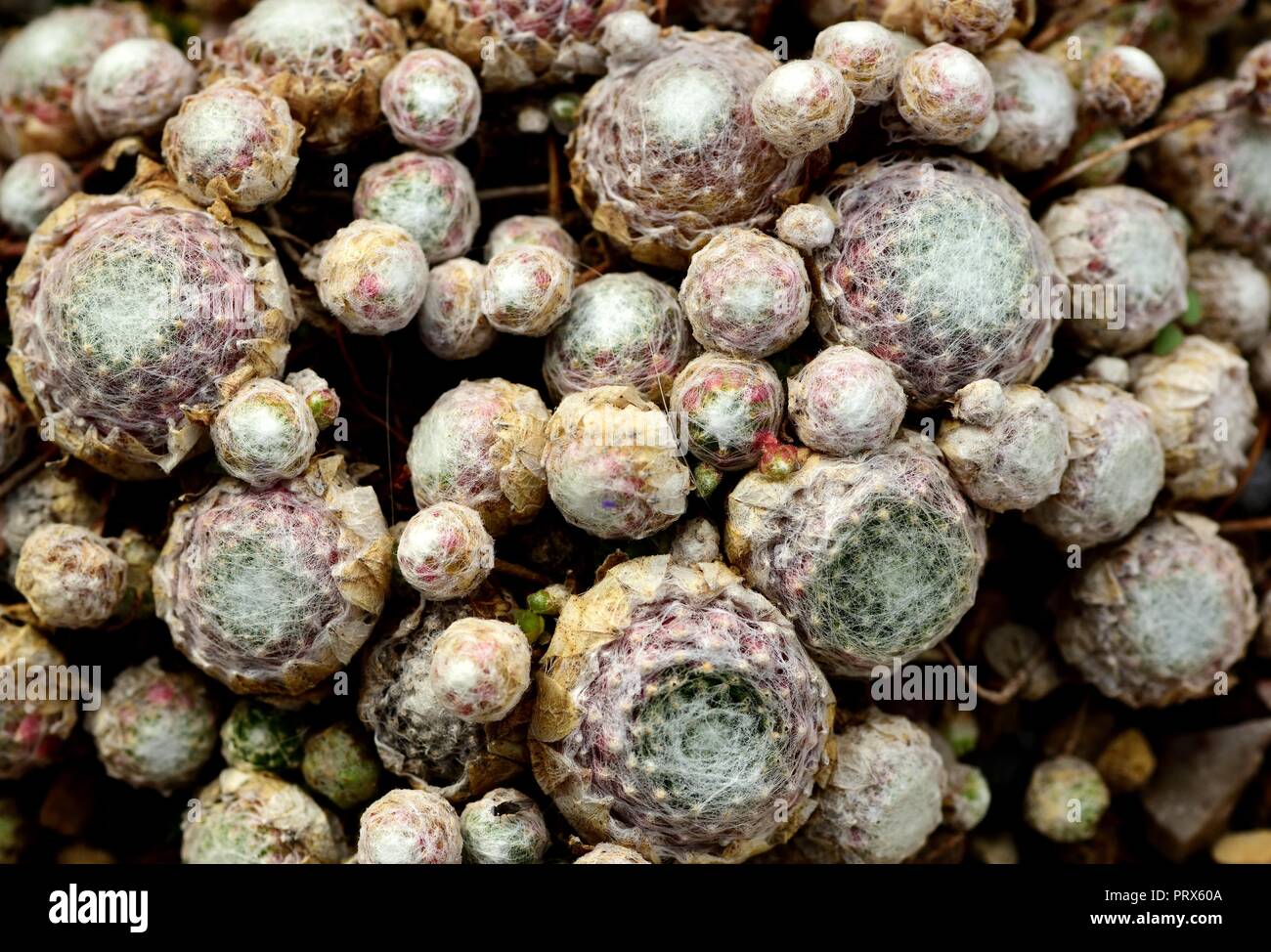 Sempervivum  Boule de Neige rosettes Stock Photo