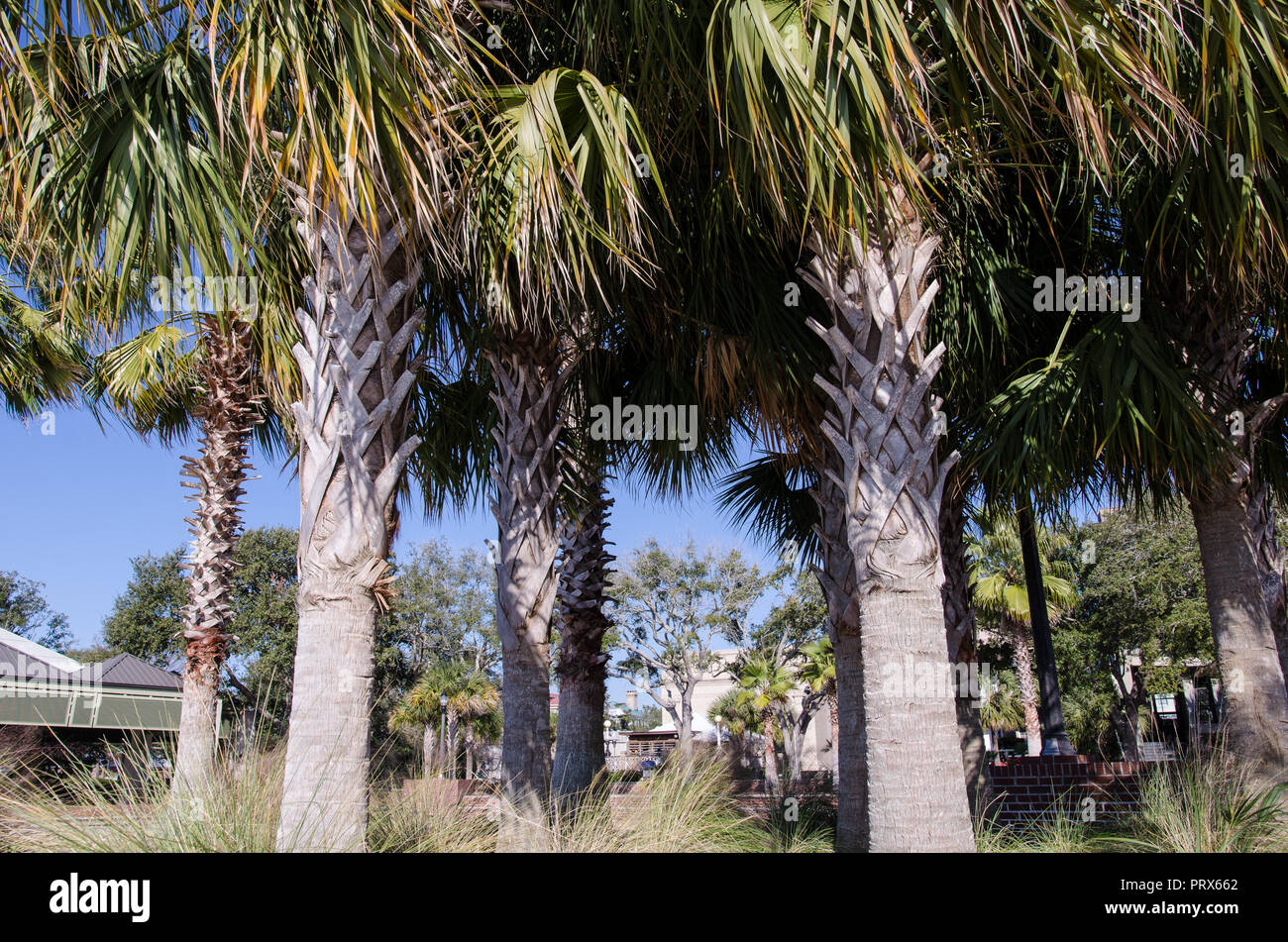 Bunch of Palmetto trees in a grove in coastal Beaufort South Carolina