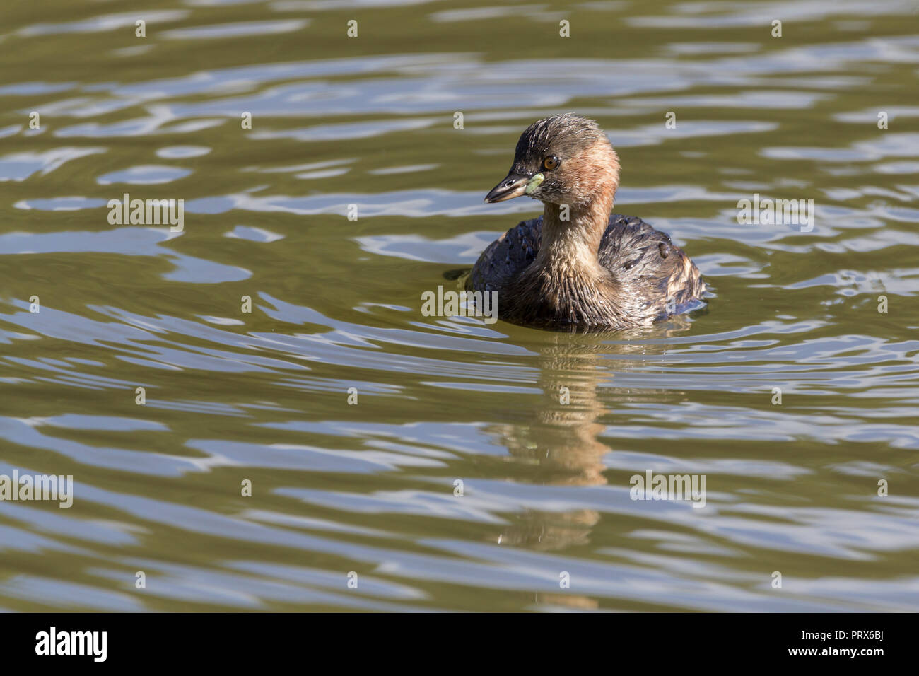 Little Grebe (Tachybaptus ruficollis) smallest grebe. Round almost tailless swims buoyantly dives often. Has pale yellow spot on base of short bill. Stock Photo