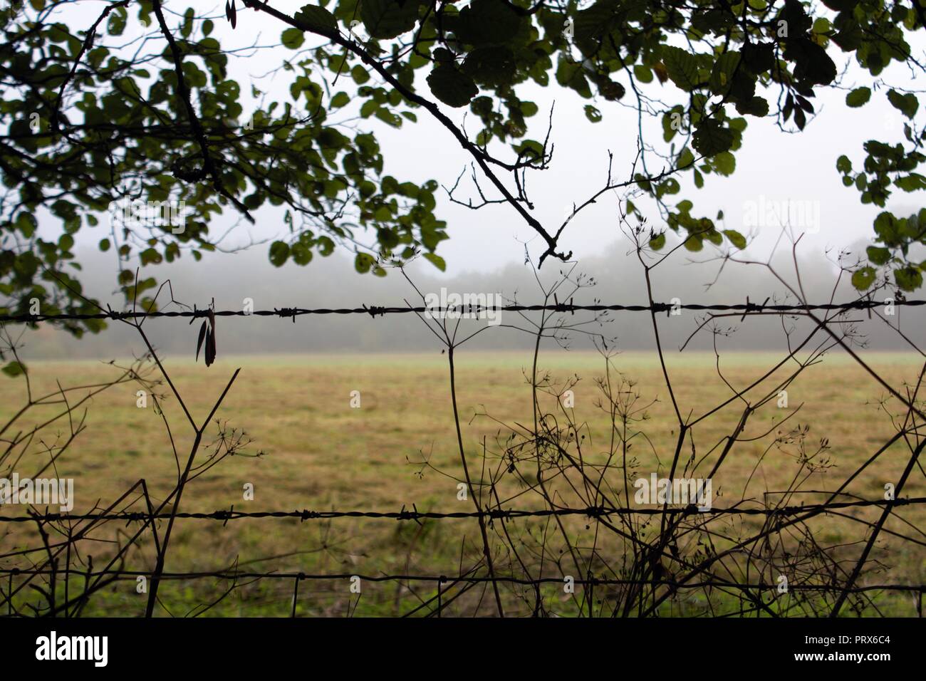 Overhanging fence hi-res stock photography and images - Alamy