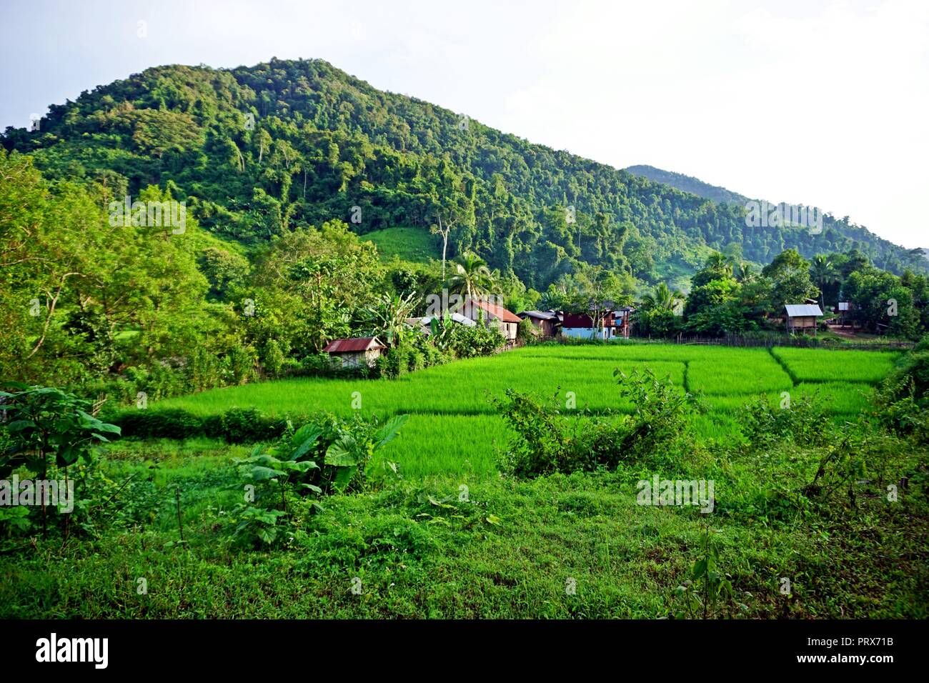 lush Rice paddy in Luang Namtha province, northern Laos Stock Photo - Alamy