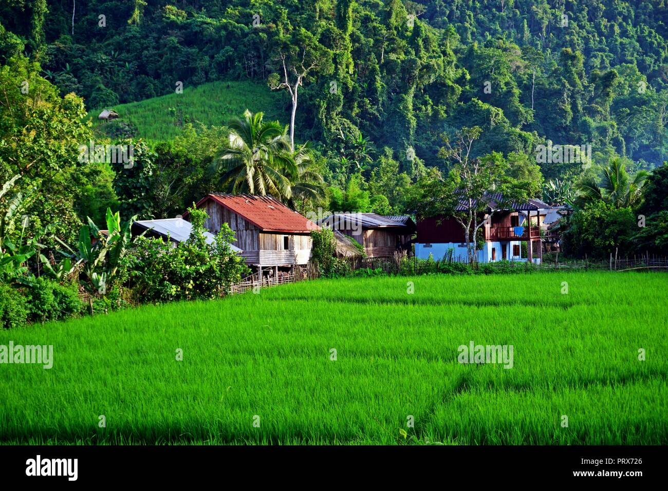 lush Rice paddy in Luang Namtha province, northern Laos Stock Photo - Alamy