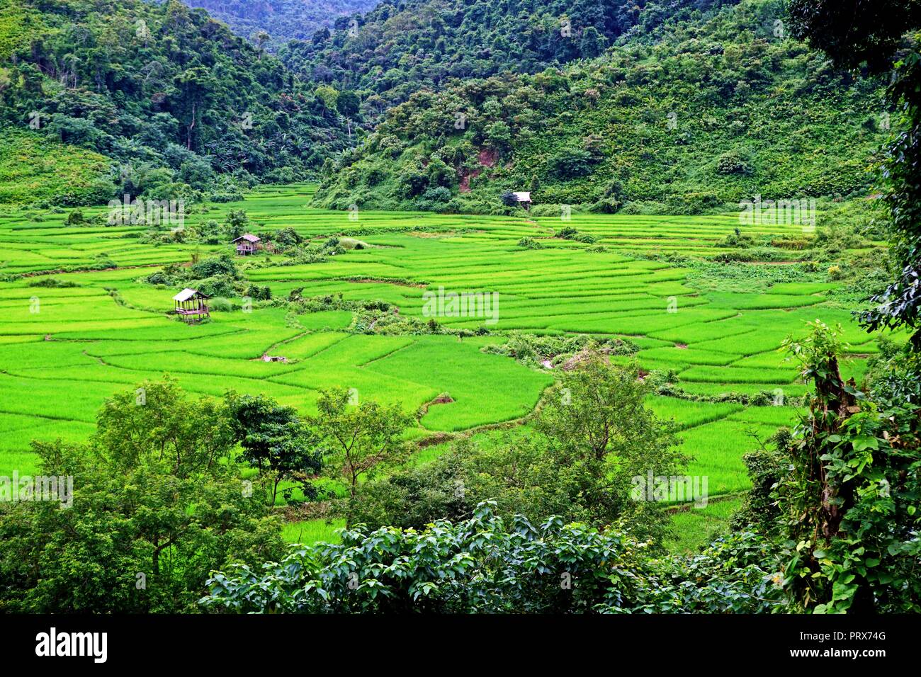 lush Rice paddy in Luang Namtha province, northern Laos Stock Photo - Alamy