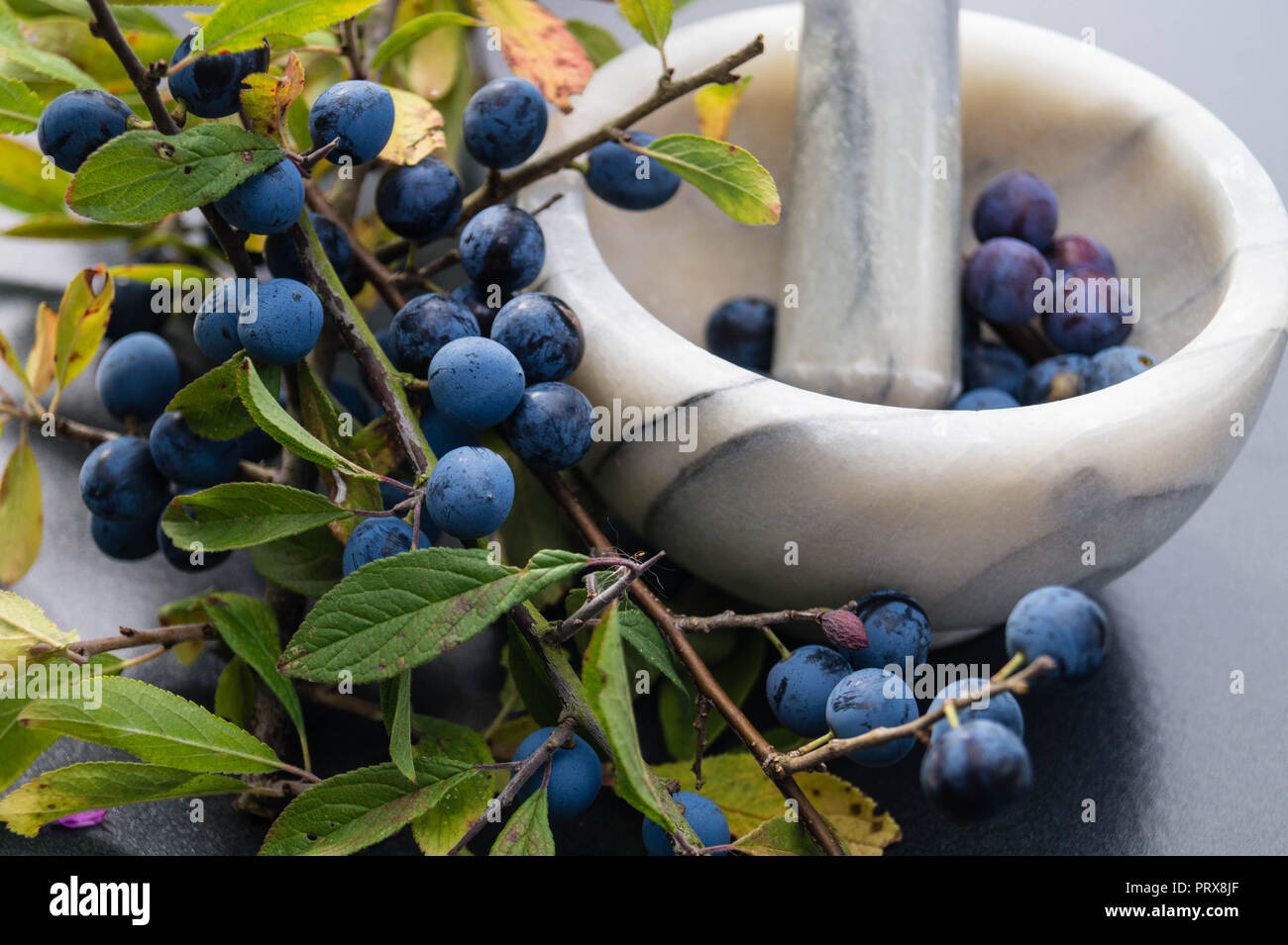 The blackthorn berry prunus spinosa Stock Photo Alamy The blackthorn berry prunus spinosa Stock Photo Alamy