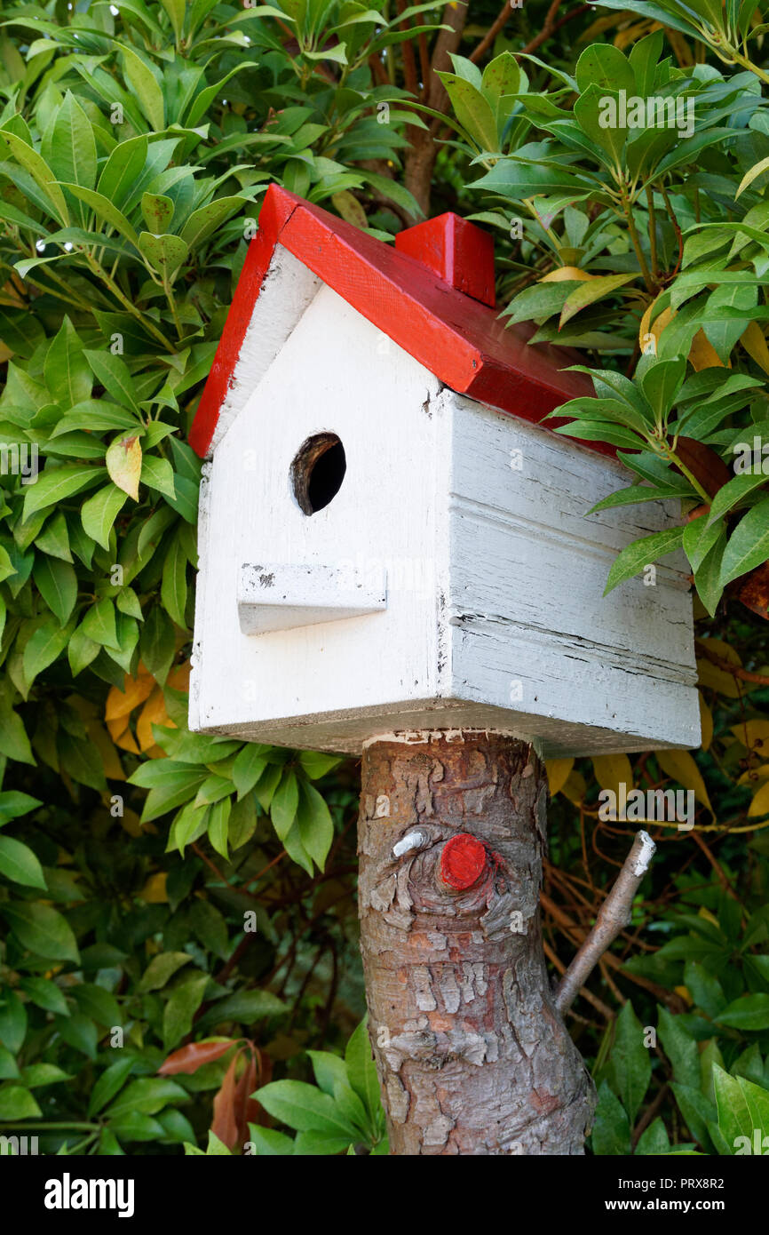 Red and white homemade wooden birdhouse surrounded by greenery, Vancouver, BC, Canada Stock Photo