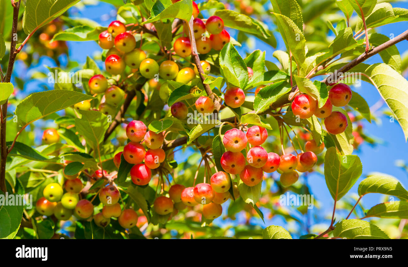 Siberian crab apples (Malus baccata)  in Autumn or Fall.  Colourful red and yellow juicy apples against a bright blue sky. Horizontal, Landscape. Stock Photo
