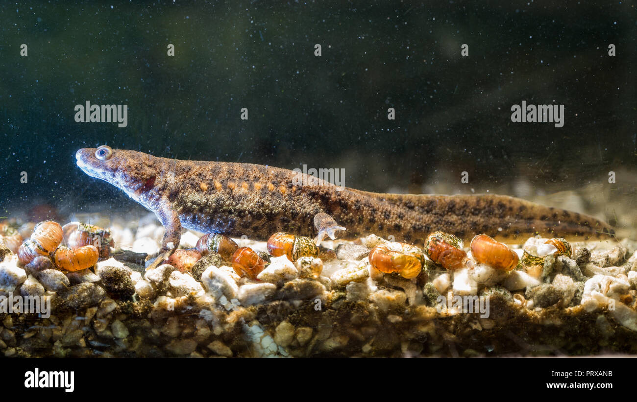 Spanish ribbed newt Pleurodeles waltl , also known as the Iberian