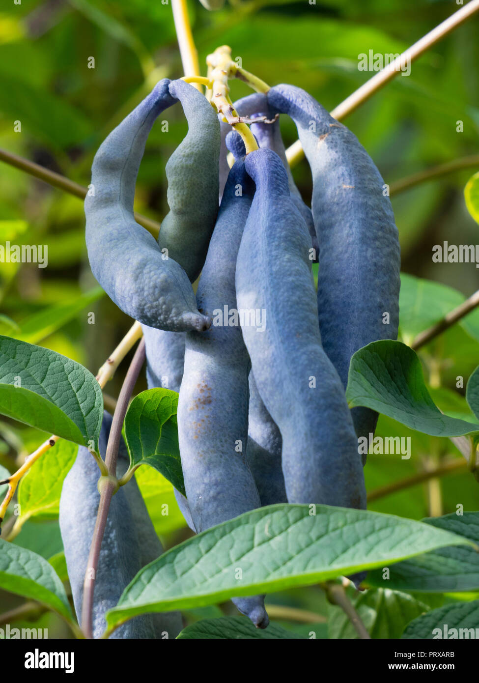 Ornamental blue autumn seedpods of the hardy deciduous shrub, Decaisnea fargesii Stock Photo