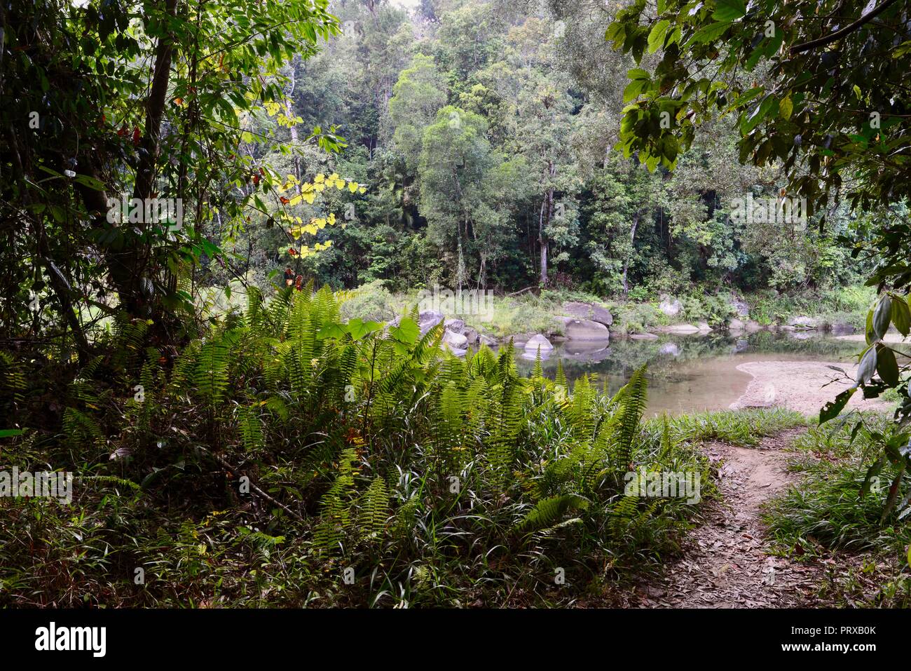 The upper reaches of South Johnstone river, South Johnstone camping area, Wooroonooran National