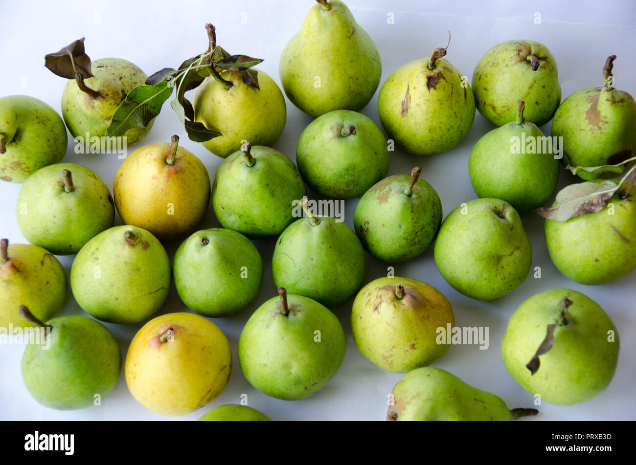 A group of handpicked pears during autumn Stock Photo