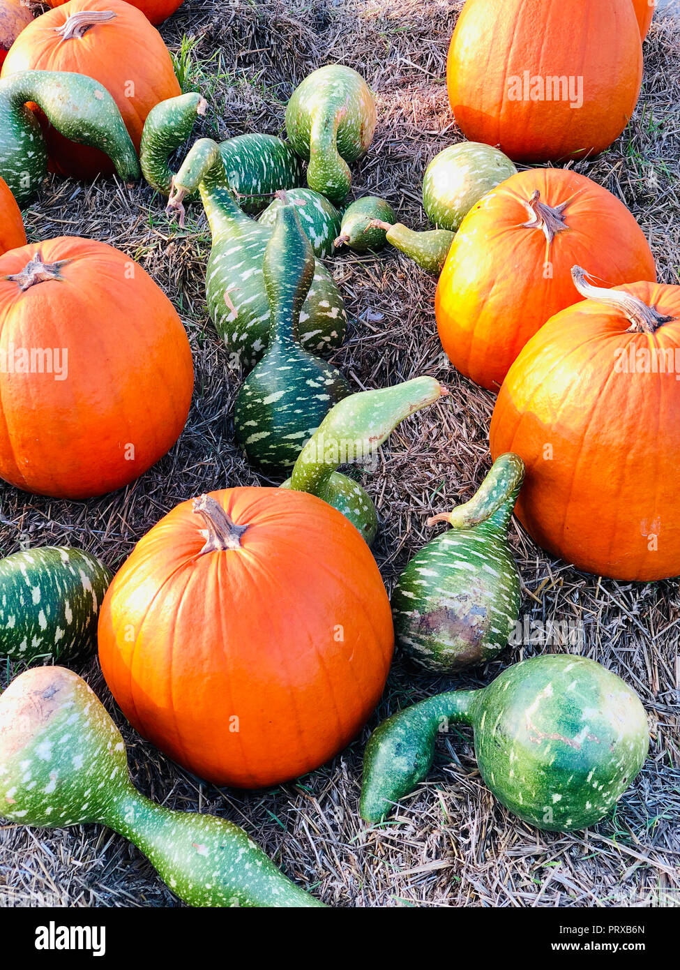 Pile of pumpkins Stock Photo - Alamy