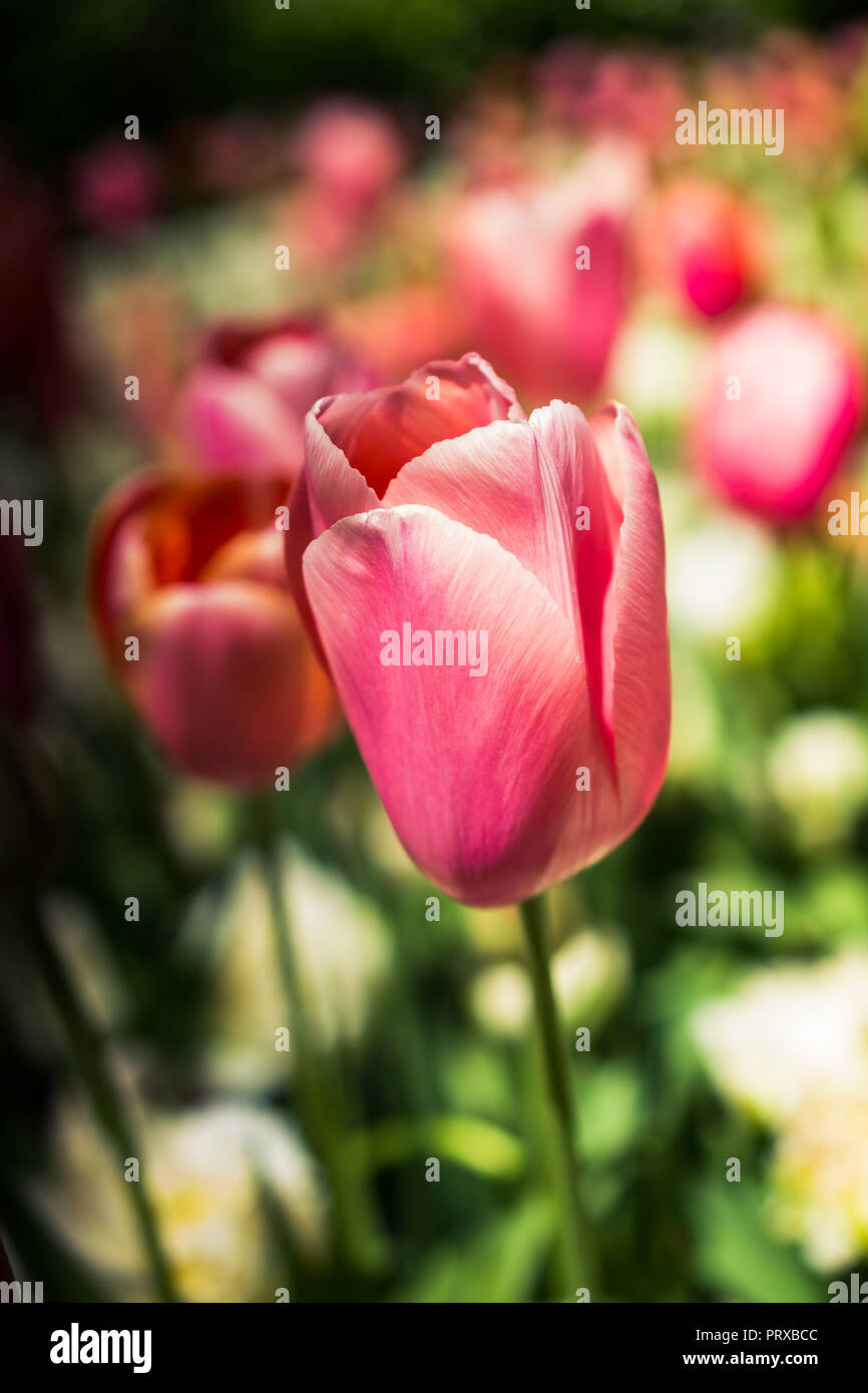 Colorful tulip flowers bloom in the spring garden Stock Photo - Alamy