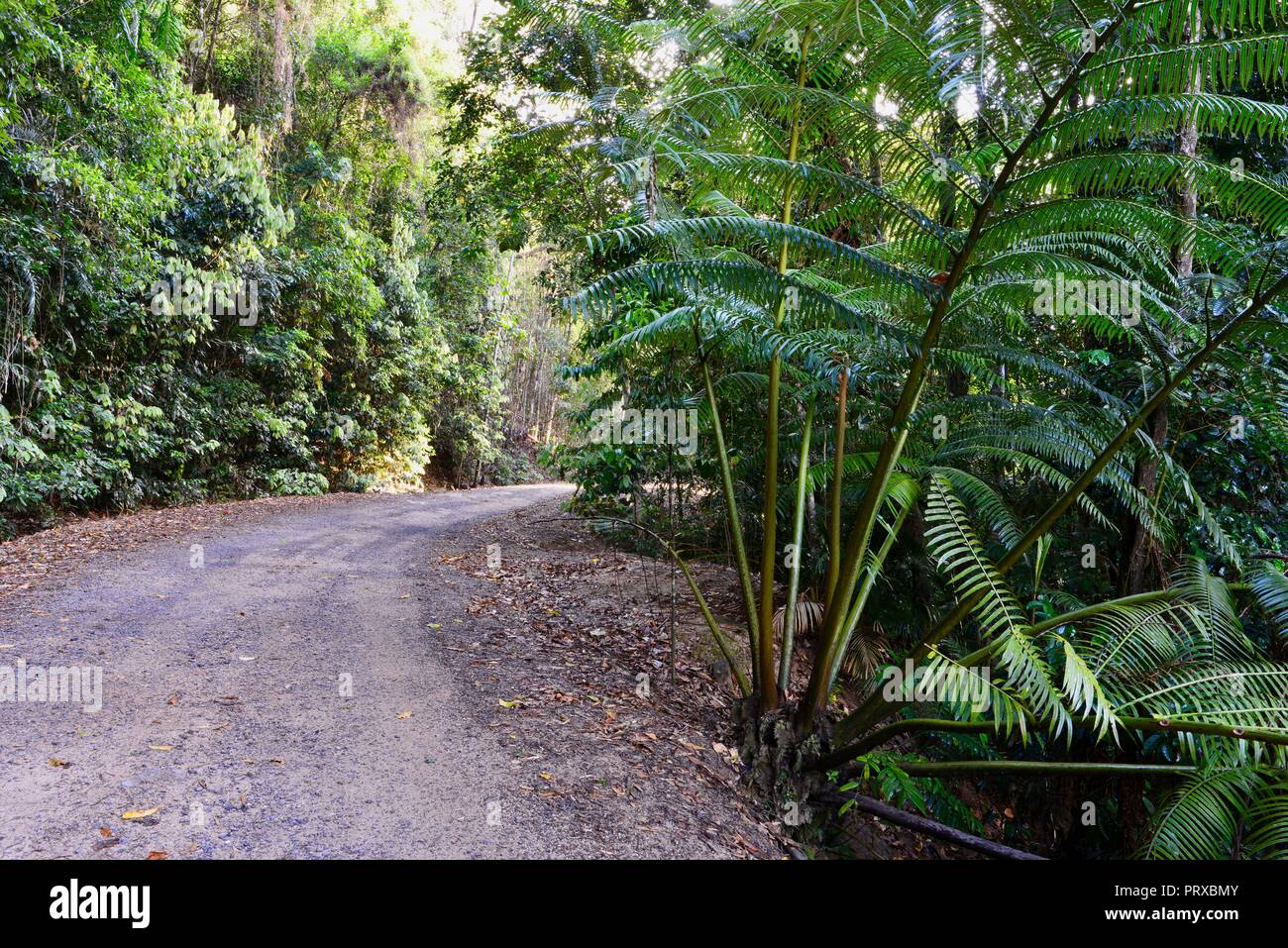 A gravel road through a rainforest with a giant tree fern Angiopteris evecta, South Johnstone camping area, Wooroonooran National Park, Queensland Stock Photo