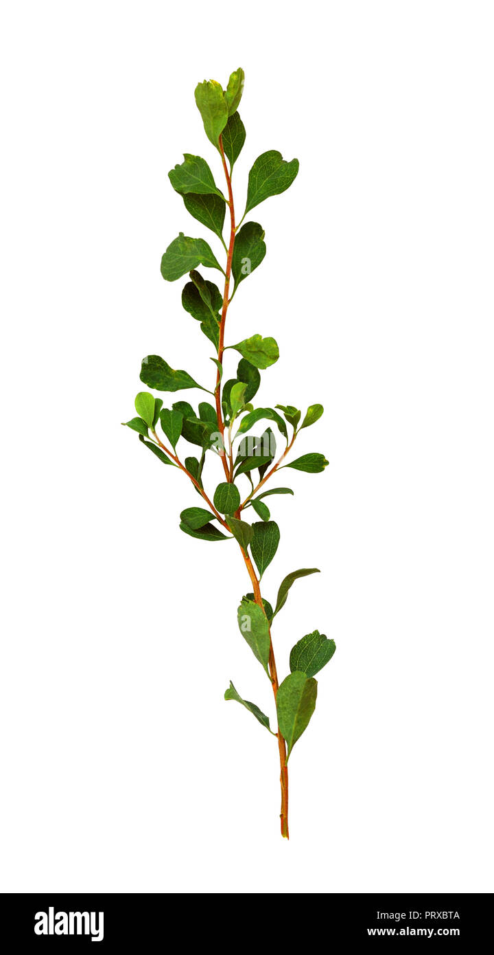 Twig with small green leaves isolated on white background Stock Photo ...