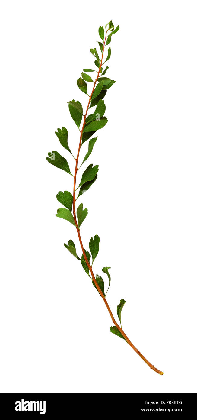 Twig with small green leaves isolated on white background Stock Photo ...