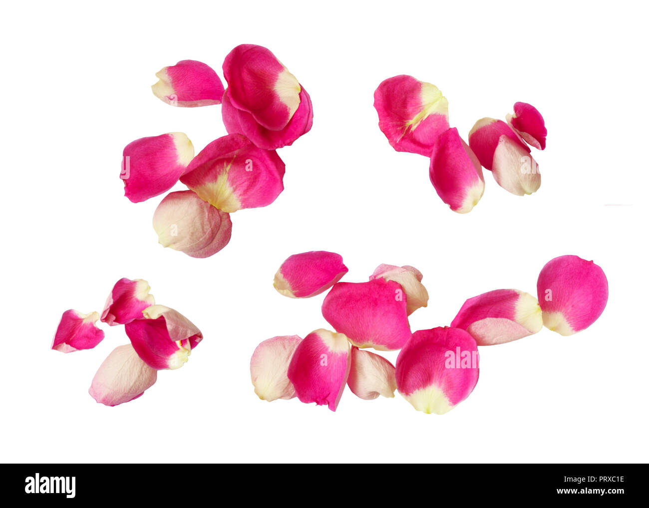 Set of pink rose petals isolated on white background. Top view. Flat